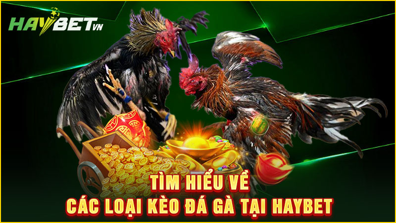 Tìm hiểu về các loại kèo đá gà tại haybet